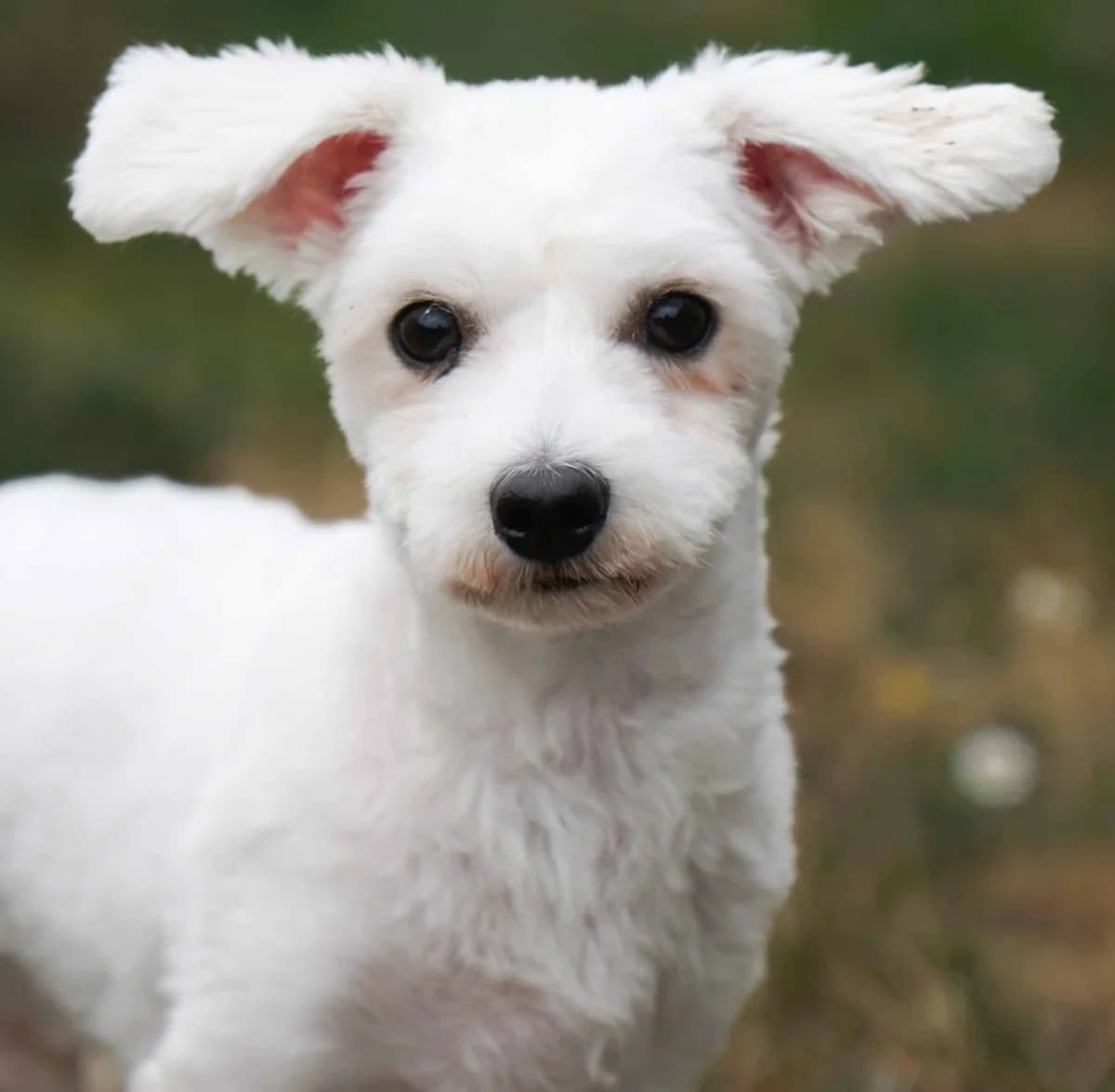 Vivaldi, male Maltese for adoption at TierQuarTier Wien, Vienna