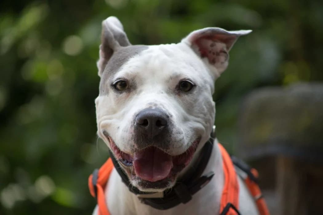 Alea, female senior American Staffordshire Terrier for adoption at Tierschutz Austria, Vienna