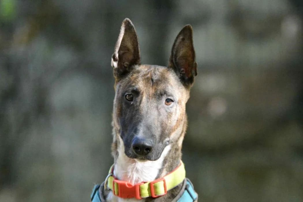 Falco, male Bull Terrier for adoption at Tierschutz Austria, Vienna