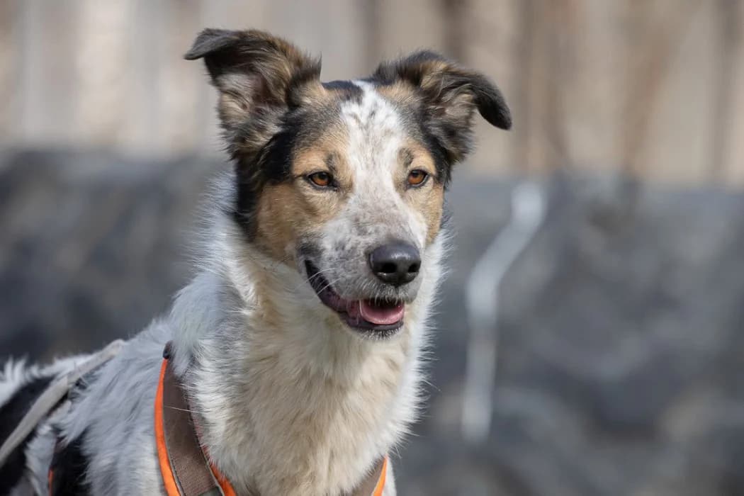 Rocky, male 7yo Mixed Breed for adoption at Tierschutz Austria, Vienna