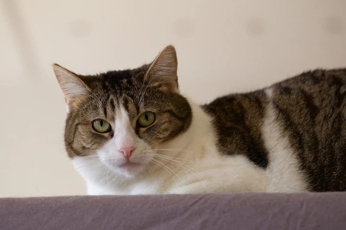 Dylan, female Domestic Shorthair for adoption at Wiener Tierschutzverein, Vienna
