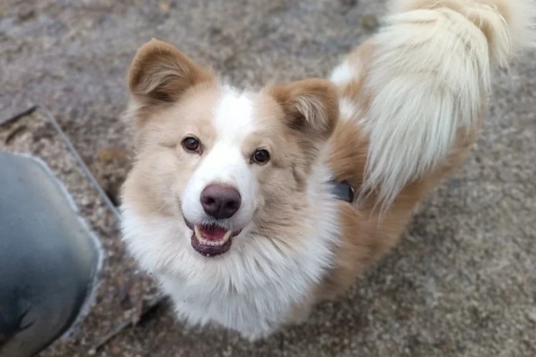 Aslan, male 5yo Mixed Breed for adoption at Tierschutz Austria, Vienna