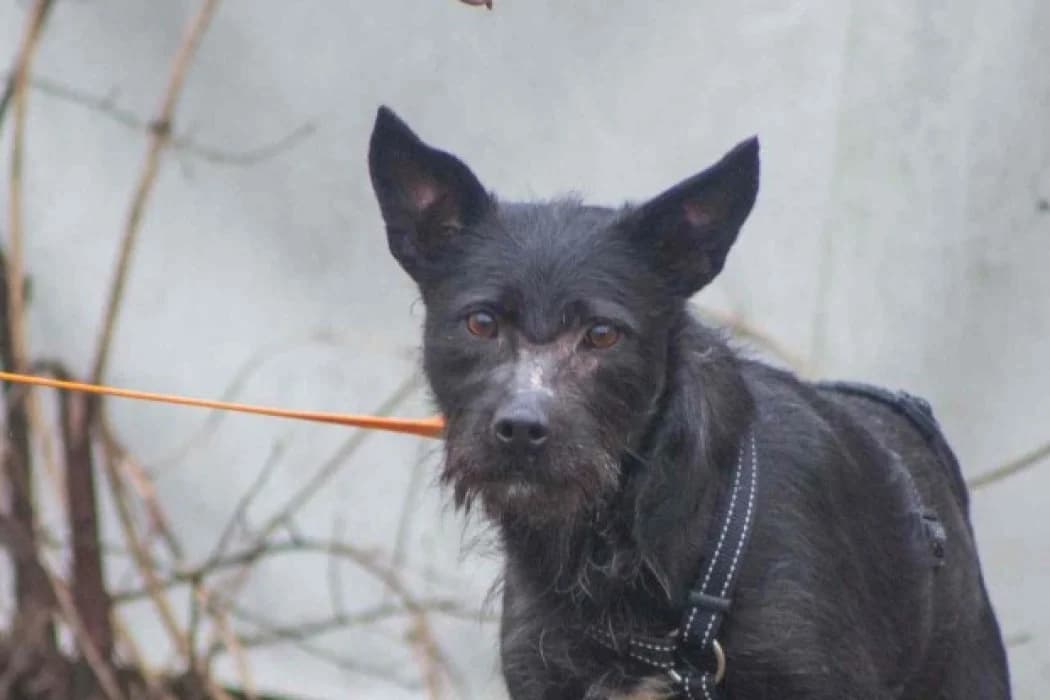 Mona, female 4yo Mixed Breed for adoption at Tierschutz Austria, Vienna