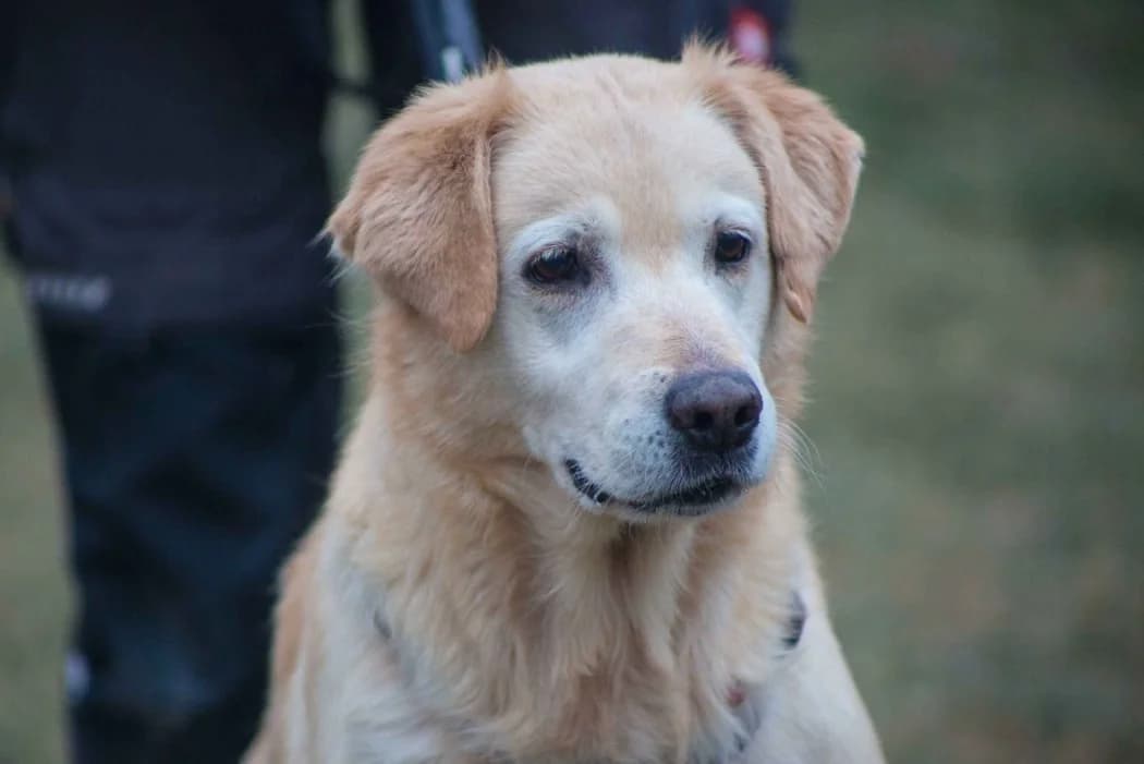 Bella, golden female senior Golden Retriever for adoption at Tierschutz Austria, Vienna