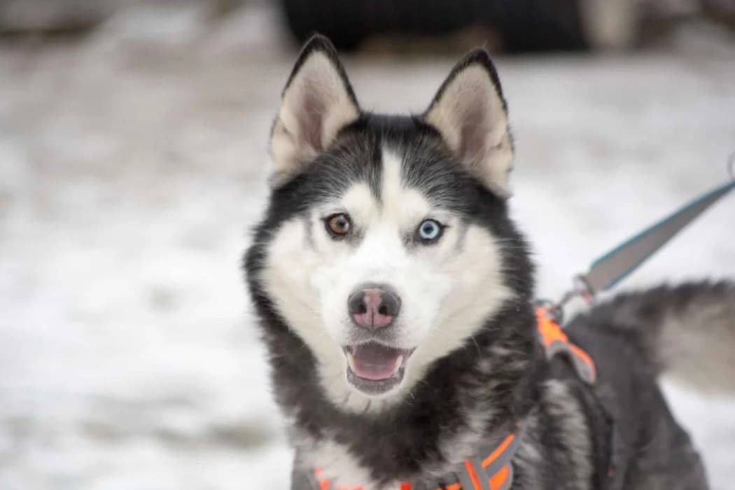 Tony, male 7yo Husky for adoption at Tierschutz Austria, Vienna