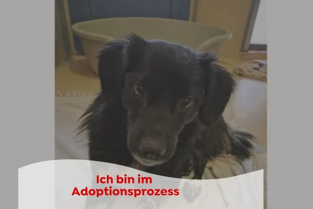 Amalia, female young Mixed Breed for adoption at Tierschutz Austria, Vienna