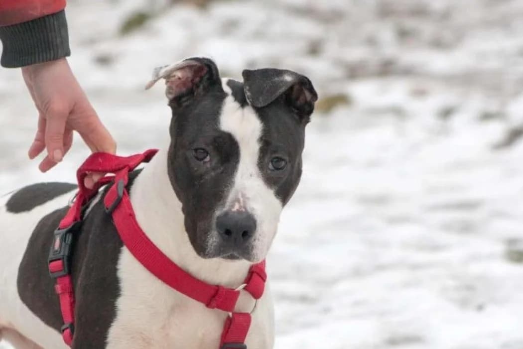 Lilo, female American Staffordshire Terrier for adoption at Tierschutz Austria, Vienna