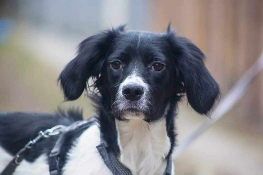 Lola, female young Mixed Breed for adoption at Tierschutz Austria, Vienna