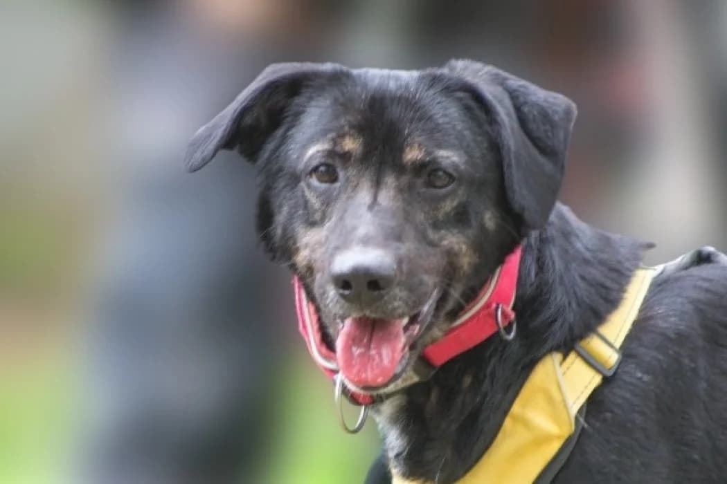 Buddy, male 3yo Mixed Breed for adoption at Tierschutz Austria, Vienna