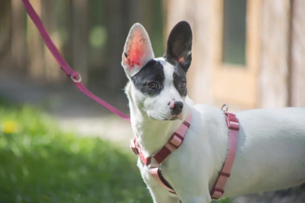 Sansa, female young Mixed Breed for adoption at Tierschutz Austria, Vienna