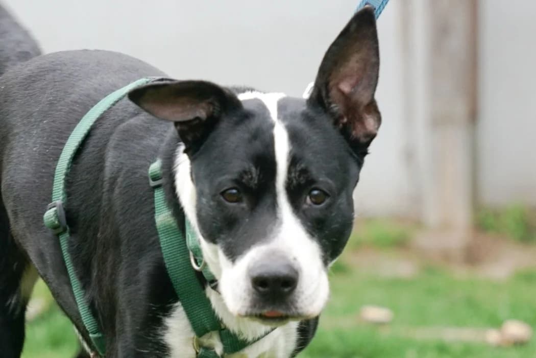 Allaya-Eve, female senior American Staffordshire Terrier for adoption at Wiener Tierschutzverein, Vienna