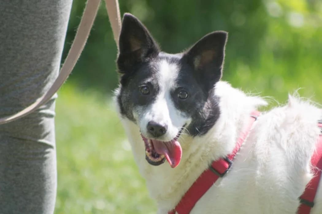 Mami, female 4yo Mixed Breed for adoption at Tierschutz Austria, Vienna