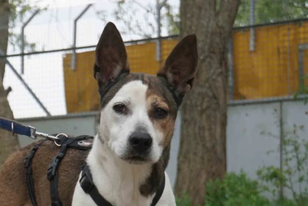Boo, male senior Mixed Breed for adoption at Tierschutz Austria, Vienna