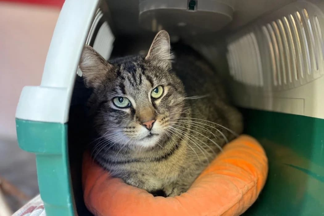 Miki, male young Mixed Breed Cat for adoption at Tierschutz Austria, Vienna