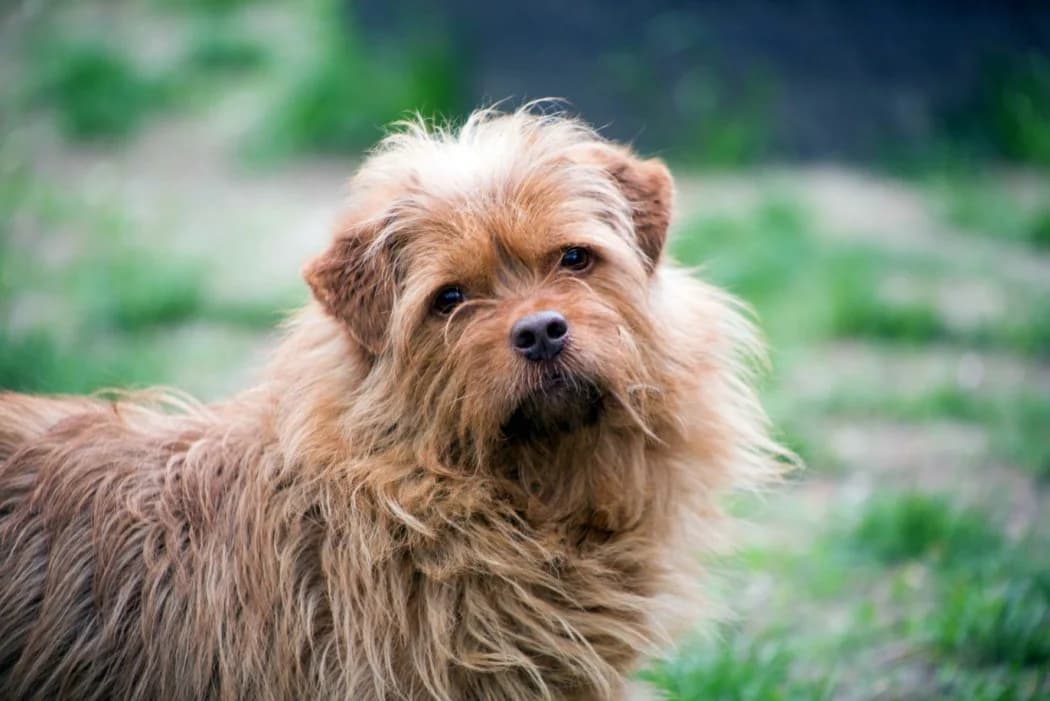 Oggy, male senior Mixed Breed for adoption at Tierschutz Austria, Vienna