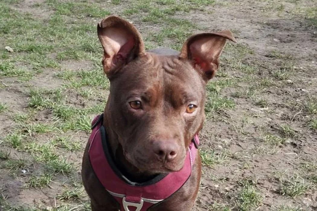 Louise, female American Staffordshire Terrier for adoption at Tierschutz Austria, Vienna