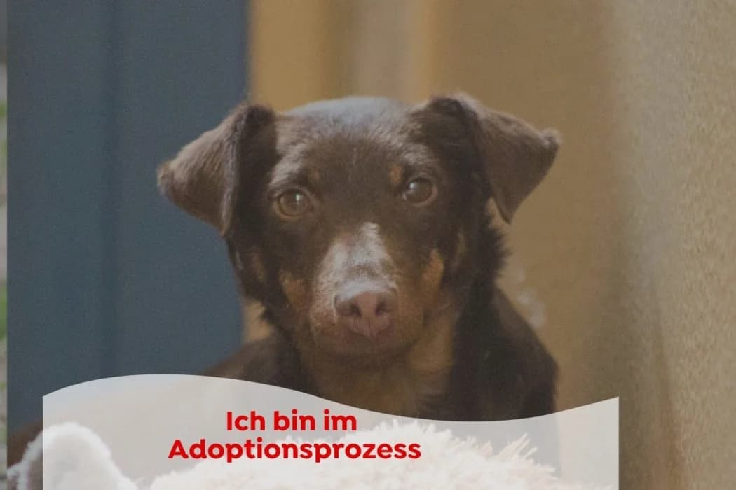 Hina, female 4yo Mixed Breed for adoption at Tierschutz Austria, Vienna