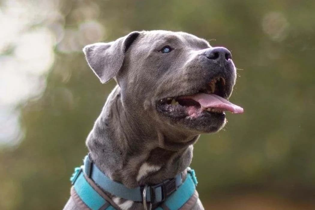 Aaron, male young American Staffordshire Terrier for adoption at Tierschutz Austria, Vienna
