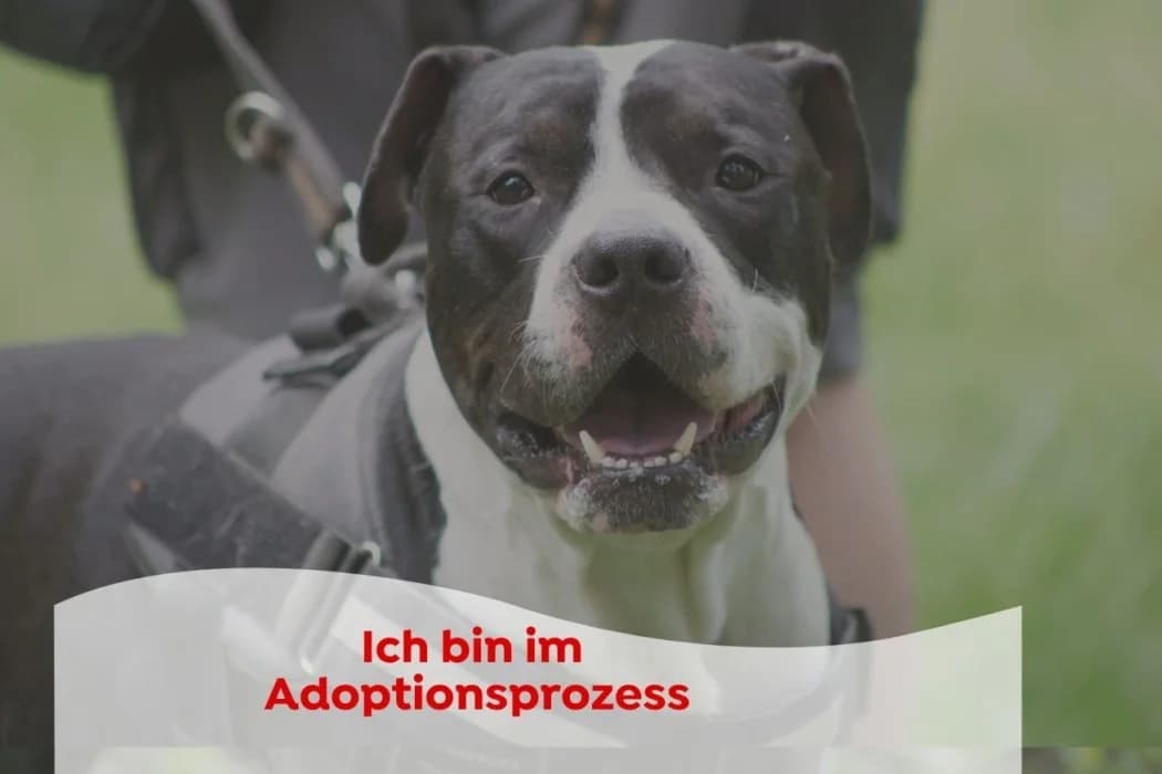 Pablo, male 5yo American Staffordshire Terrier for adoption at Tierschutz Austria, Vienna