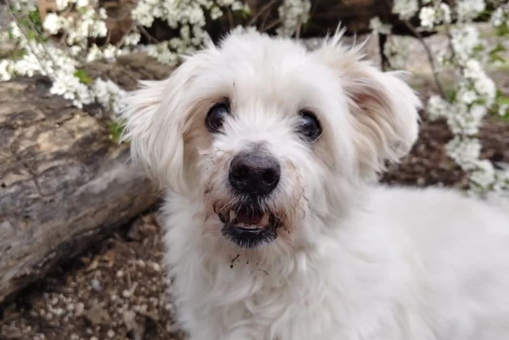 Lee, male Mixed Breed for adoption at Tierschutz Austria, Vienna