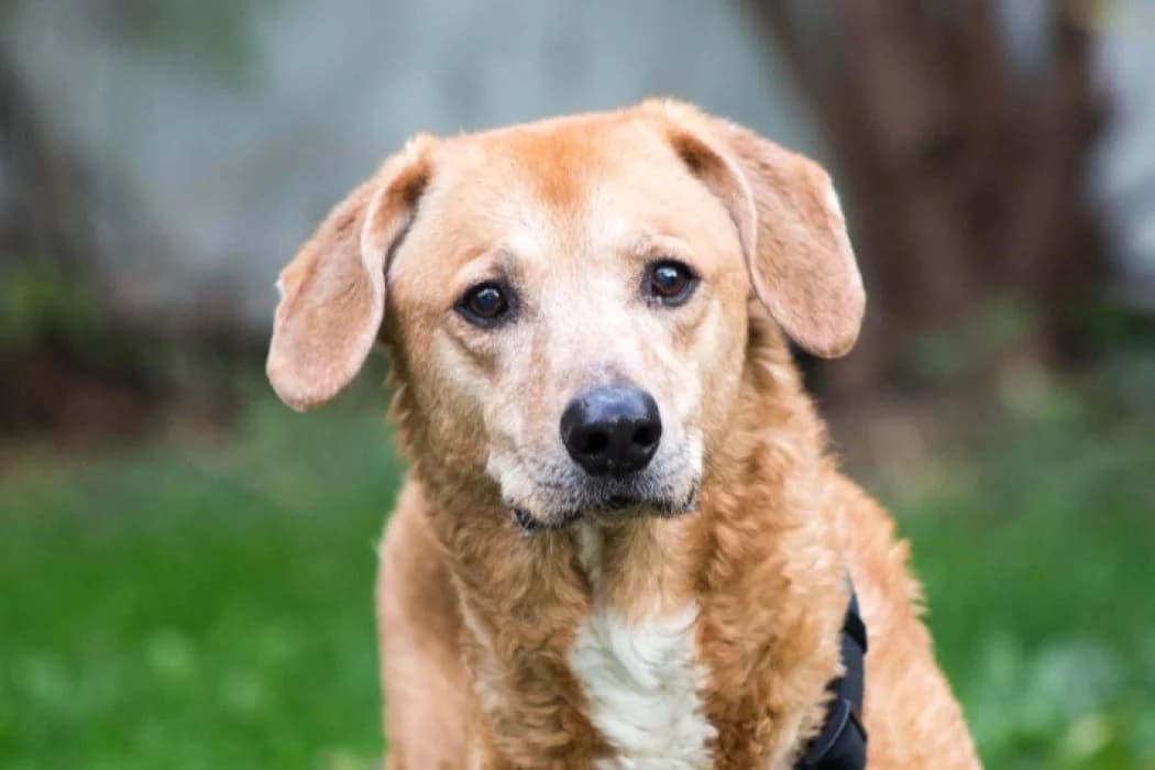 Fanny, female Mixed Breed for adoption at Tierschutz Austria, Vienna