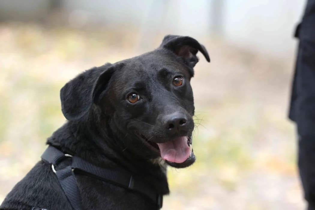 Lola, female 3yo Mixed Breed for adoption at Tierschutz Austria, Vienna