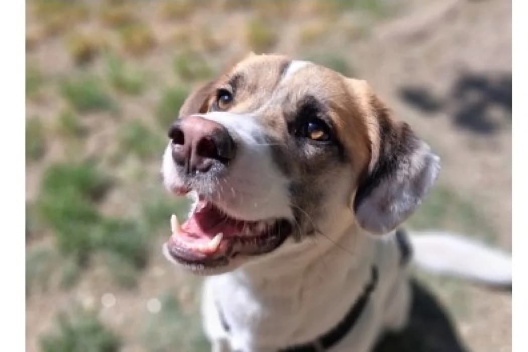 Paco, male young Mixed Breed for adoption at Tierschutz Austria, Vienna