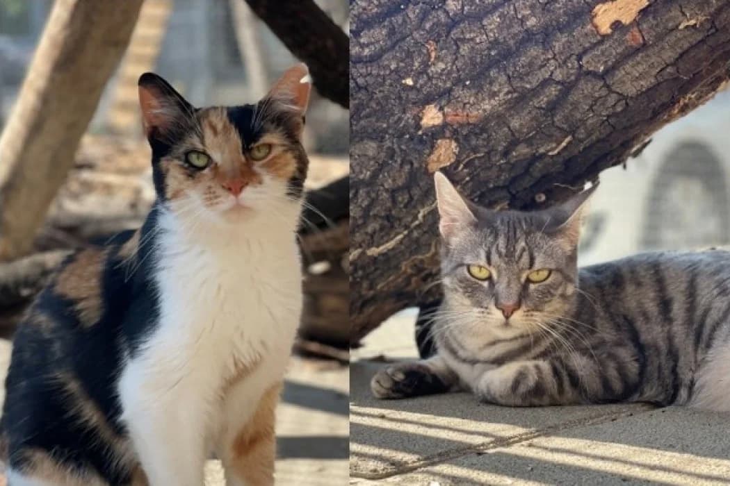 Mirja + Lumi, female young Mixed Breed Cat for adoption at Tierschutz Austria, Vienna