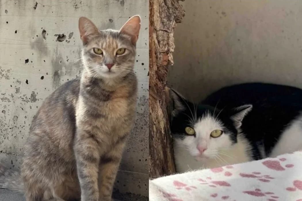 Izolda+Lyke, female young Mixed Breed Cat for adoption at Tierschutz Austria, Vienna