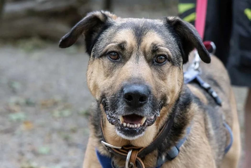 Sly, male senior Mixed Breed for adoption at Tierschutz Austria, Vienna