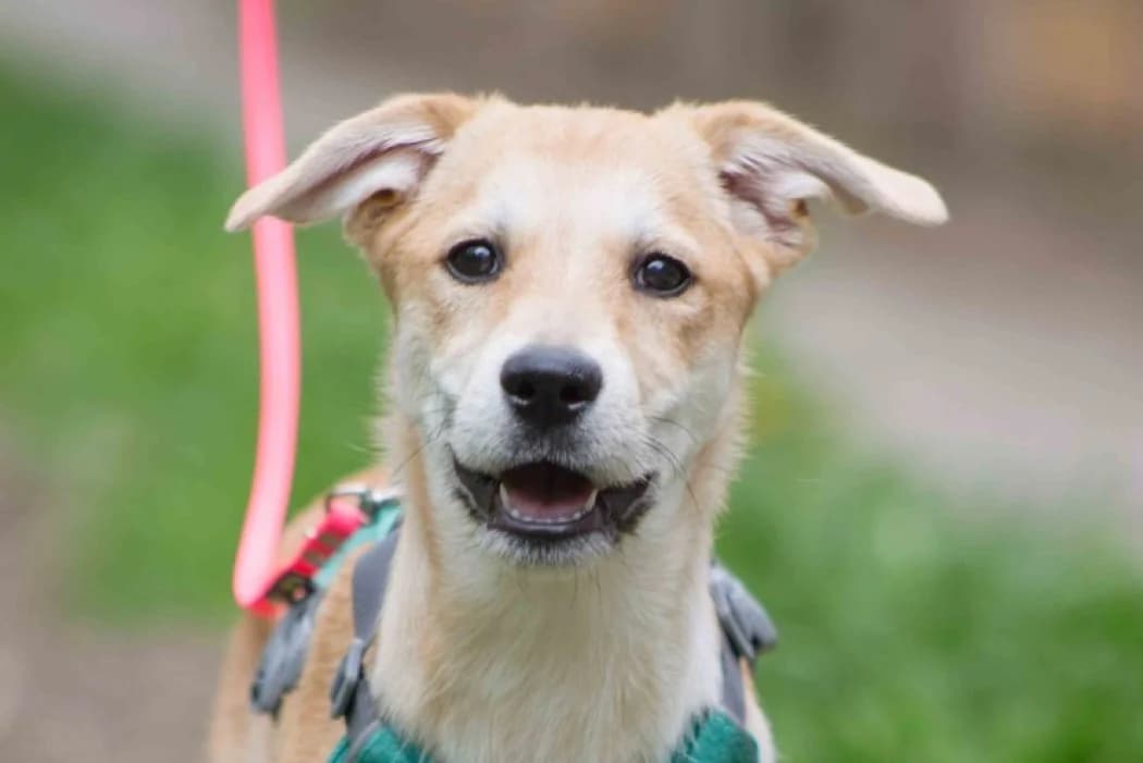Linda, female young Mixed Breed for adoption at Tierschutz Austria, Vienna