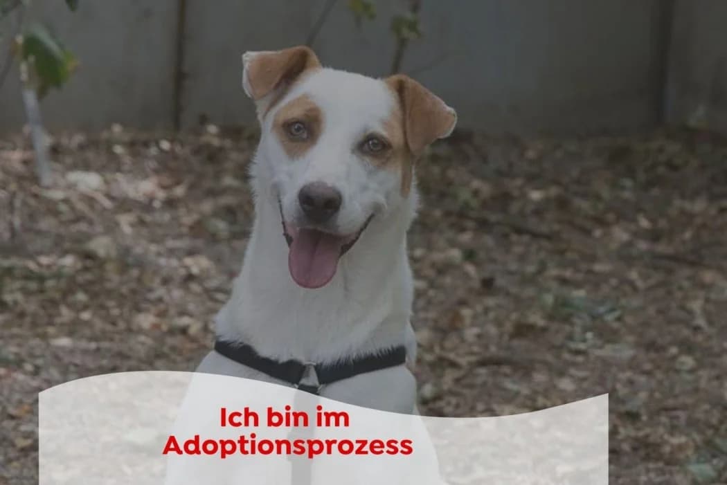 Stormy, female 4yo Mixed Breed for adoption at Tierschutz Austria, Vienna