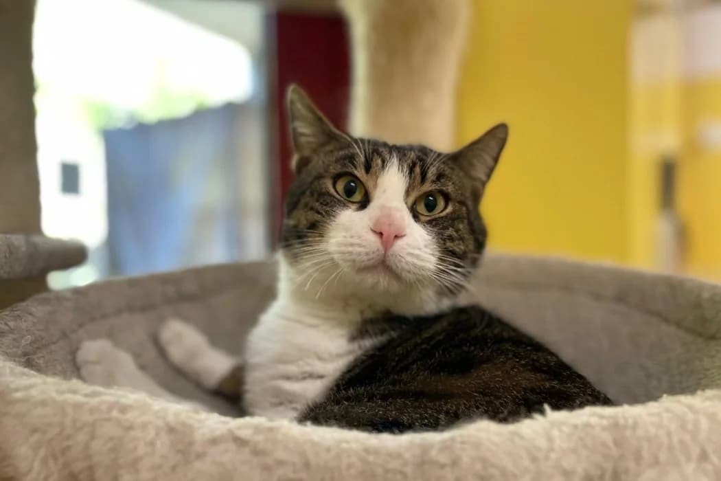 Ragnar, male young Mixed Breed Cat for adoption at Tierschutz Austria, Vienna
