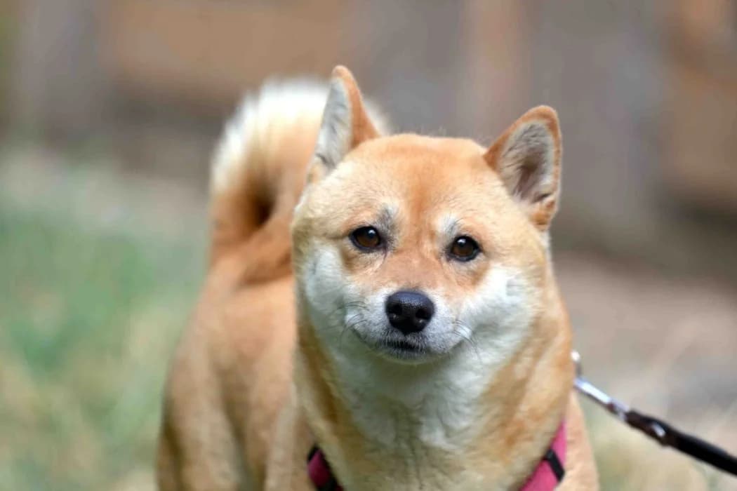 Sheyla, female 6yo mixed breed for adoption at Tierschutz Austria, Vienna