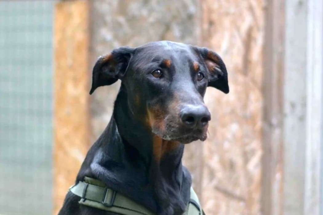 Dobby, male 4yo Doberman for adoption at Tierschutz Austria, Vienna