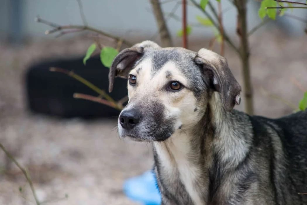 Monty, male young Mixed Breed for adoption at Tierschutz Austria, Vienna