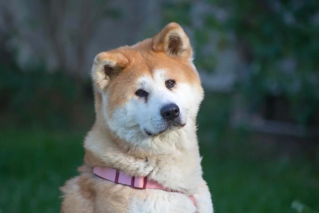 Akira, female senior Akita for adoption at Tierschutz Austria, Vienna