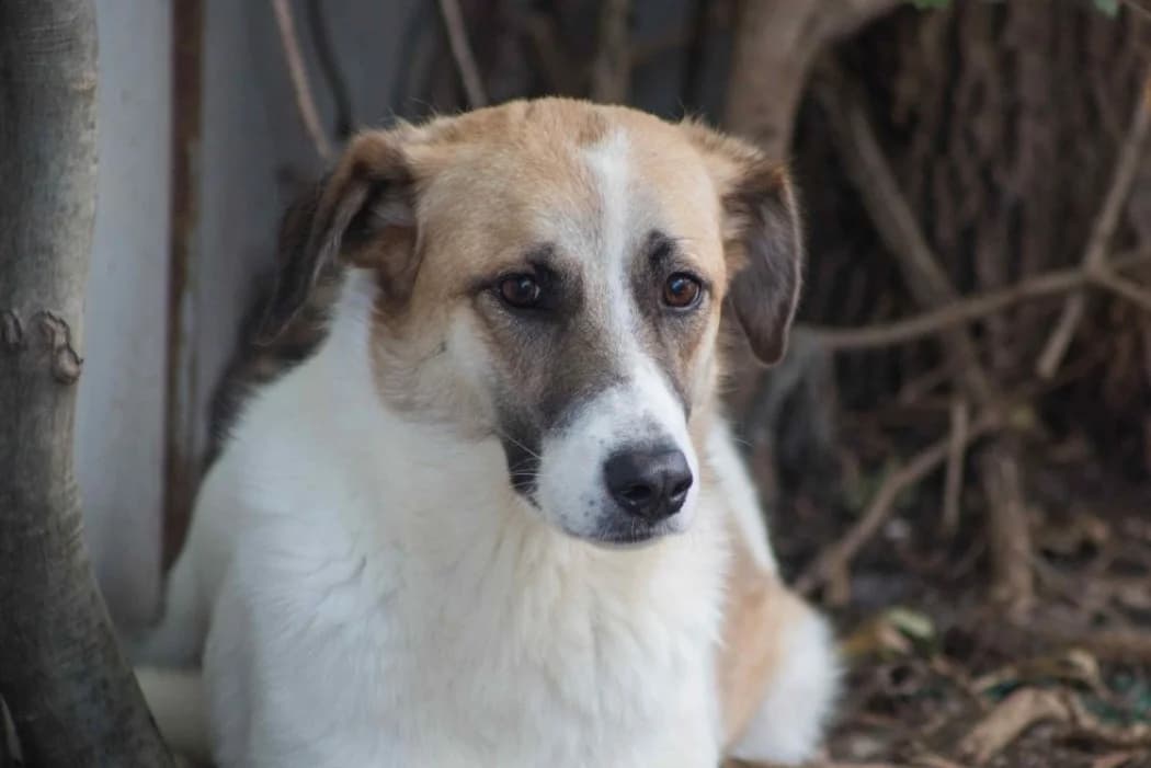 Rosi, female young Mixed Breed for adoption at Tierschutz Austria, Vienna