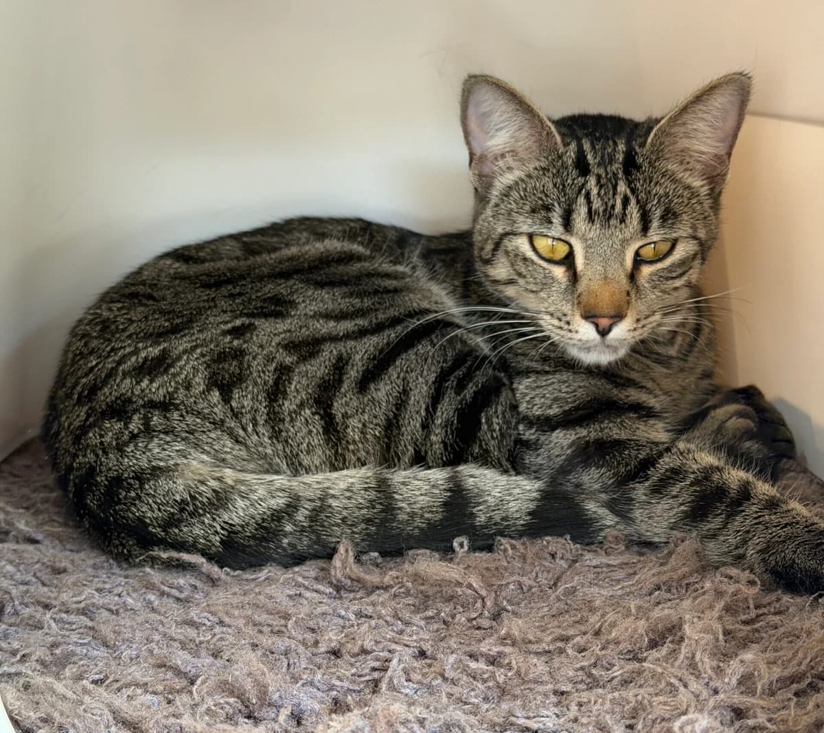 Kira, female European Shorthair for adoption at Landestierschutzverein Steiermark, Graz