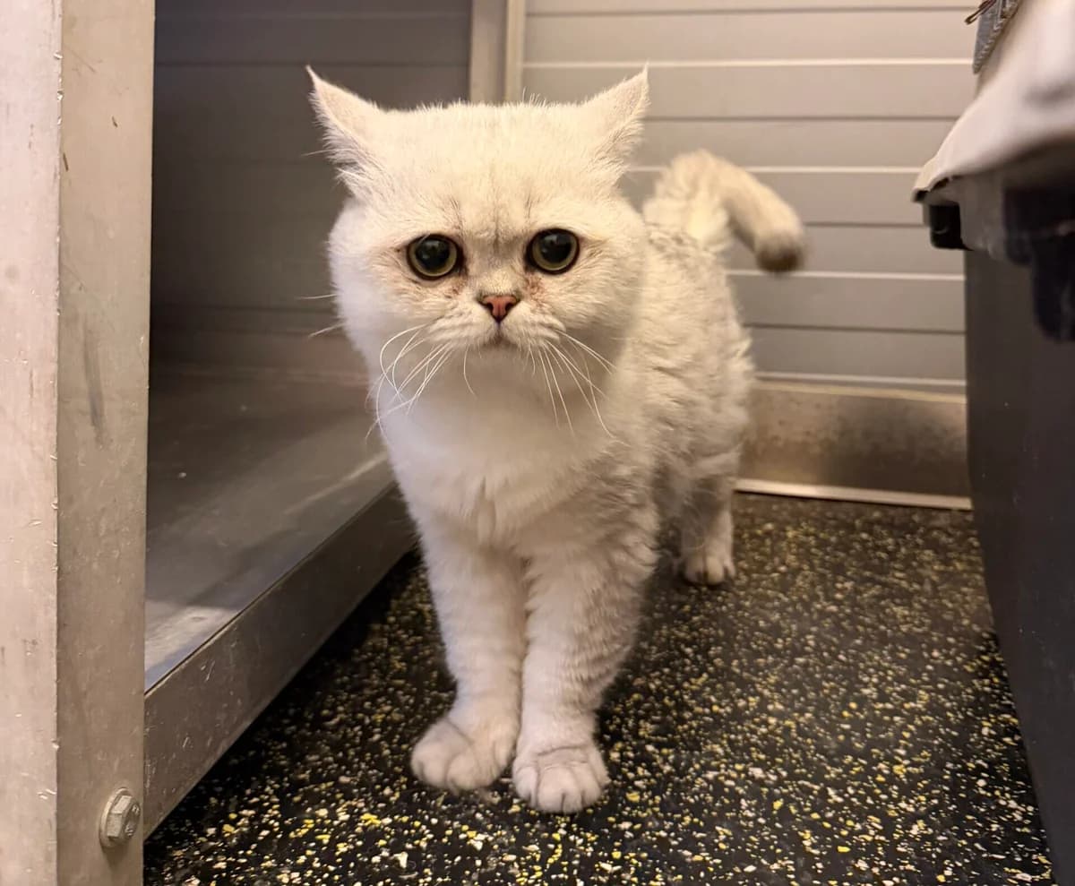 Johnny, male Mixed Breed Cat for adoption at Landestierschutzverein Steiermark, Graz