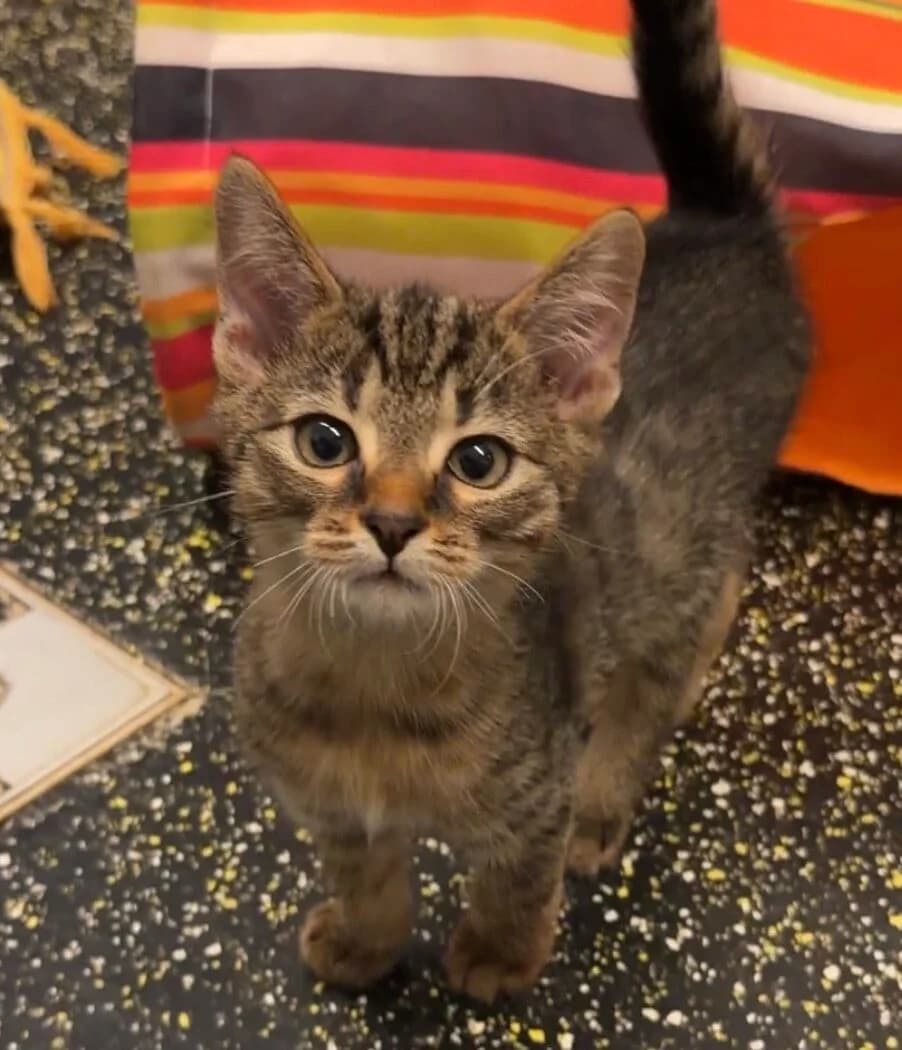 Obelix, male European Shorthair for adoption at Landestierschutzverein Steiermark, Graz