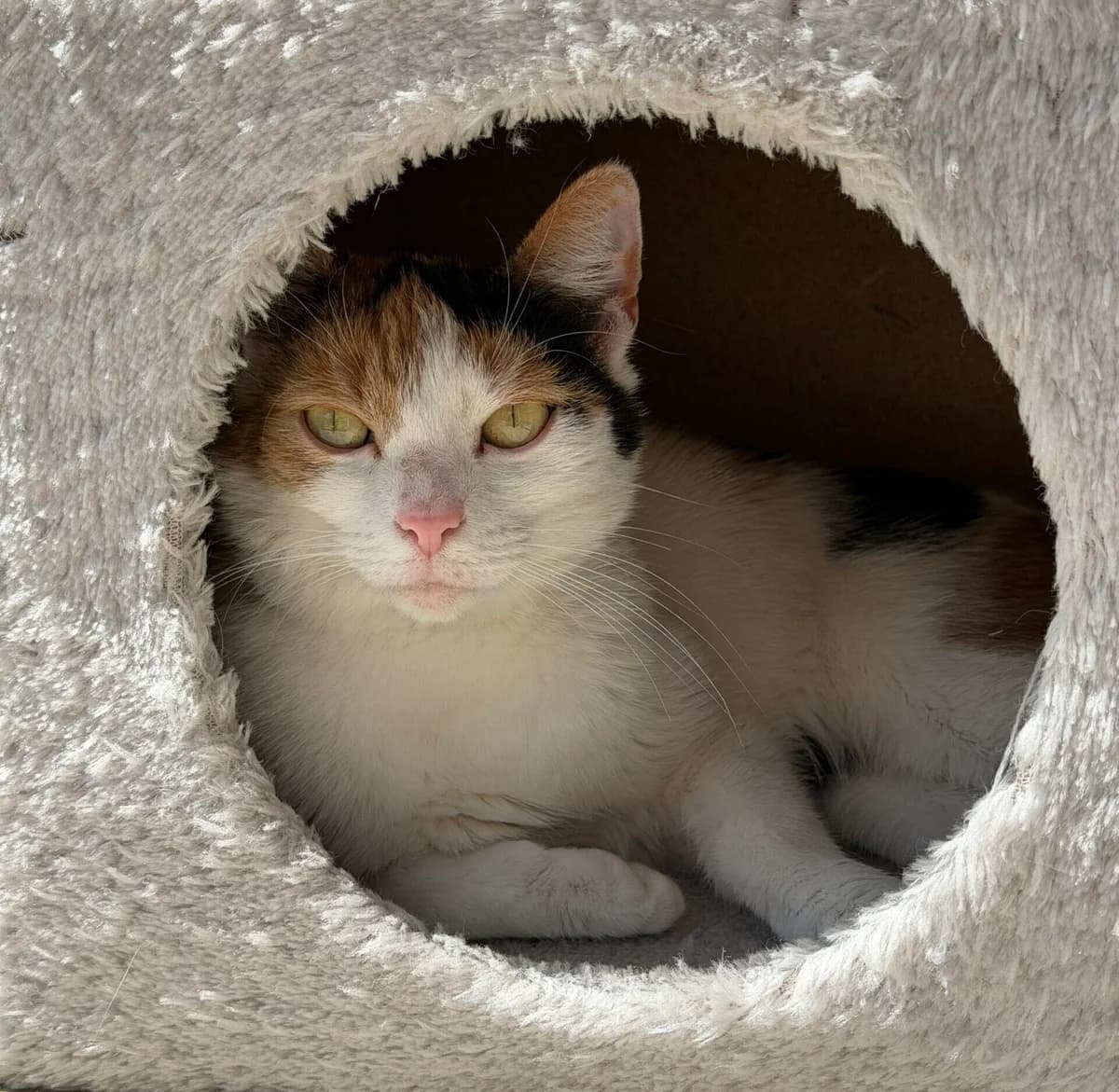 Millie, European Shorthair for adoption at Landestierschutzverein Steiermark, Graz