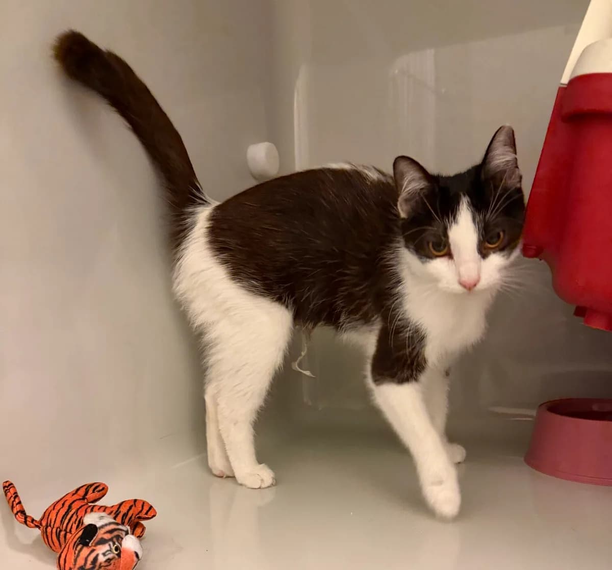 Fiona, young European Shorthair for adoption at Landestierschutzverein Steiermark, Graz