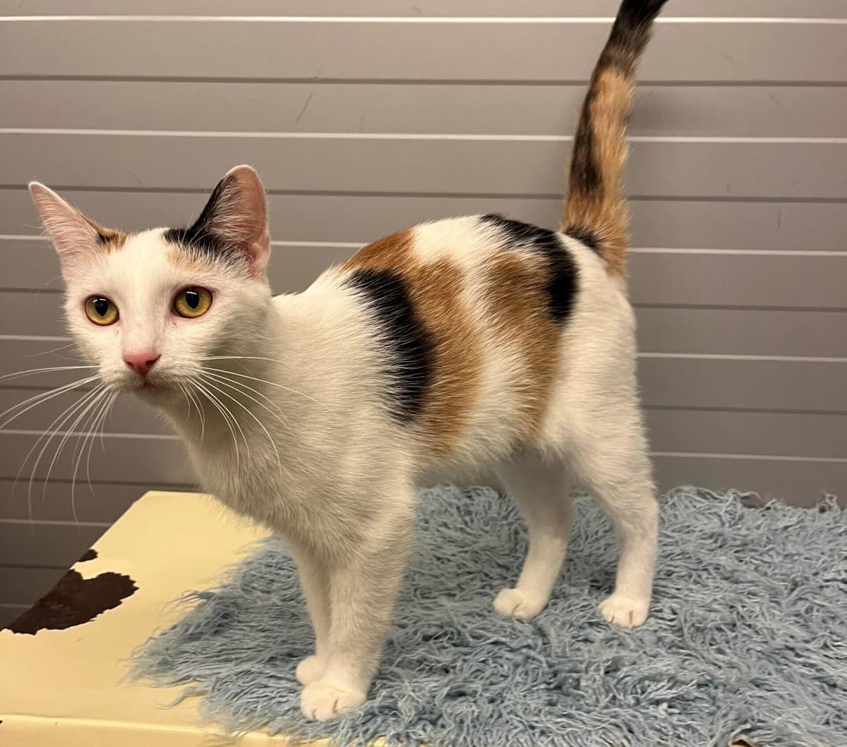 Fidelia, young European Shorthair for adoption at Landestierschutzverein Steiermark, Graz