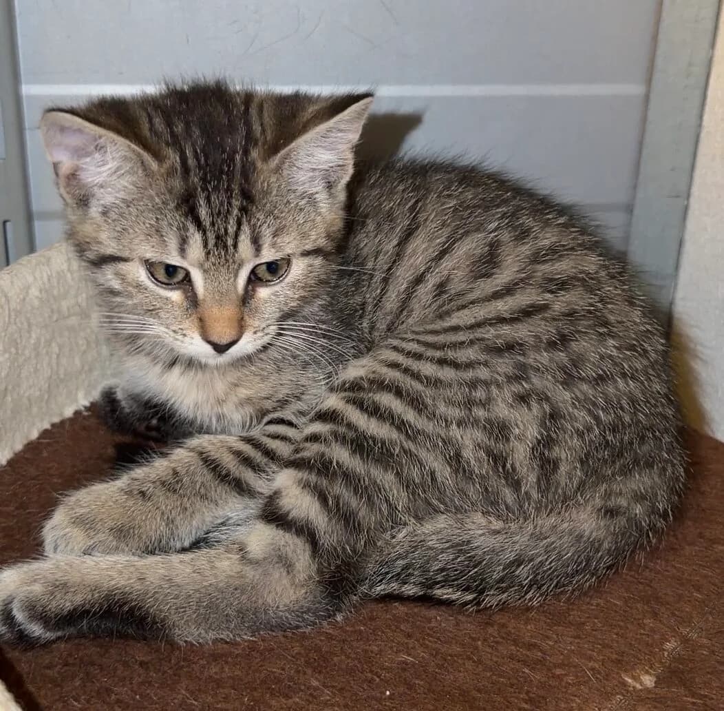 Pattie 24721 & Pico, getigert puppy European Shorthair for adoption at Landestierschutzverein Steiermark, Graz