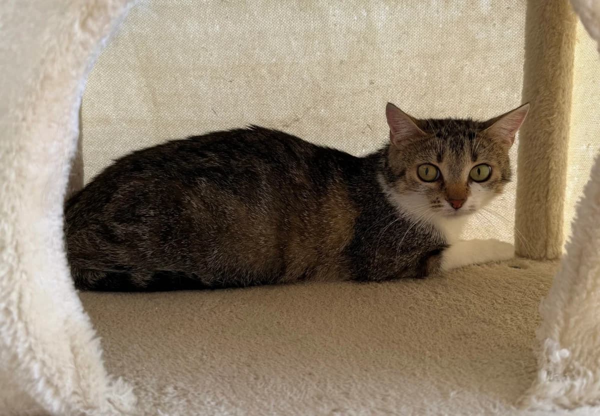 Felina, female Mixed Breed Cat for adoption at Landestierschutzverein Steiermark, Graz