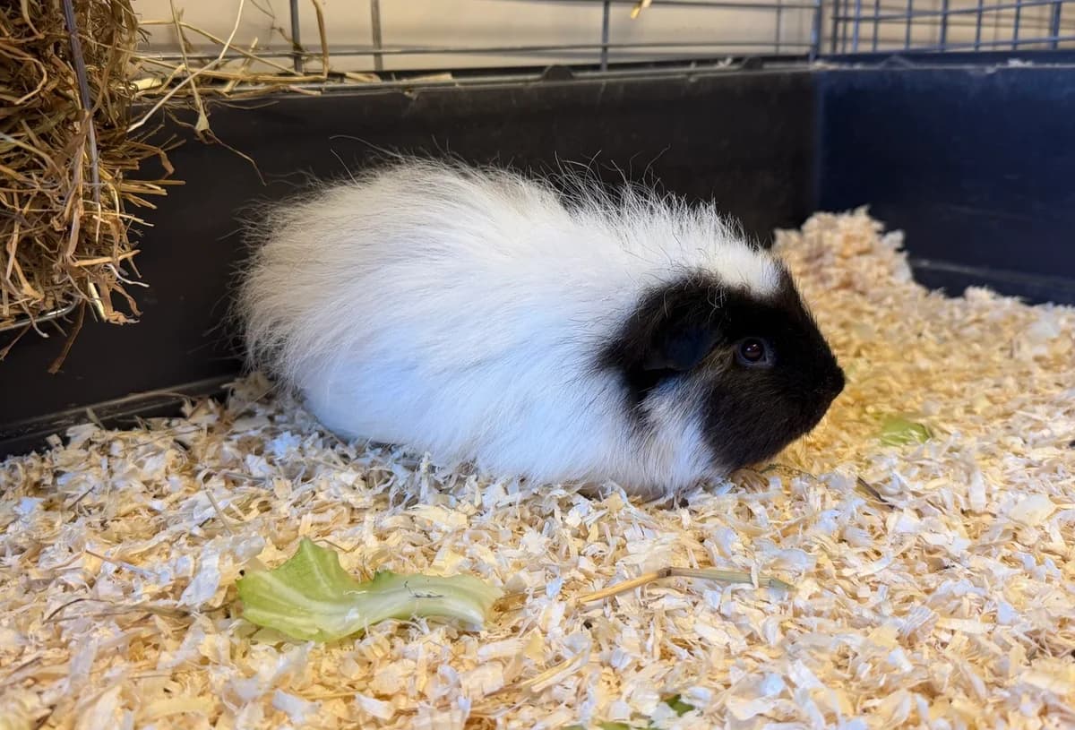Gloria, Mixed Breed for adoption at Landestierschutzverein Steiermark, Graz