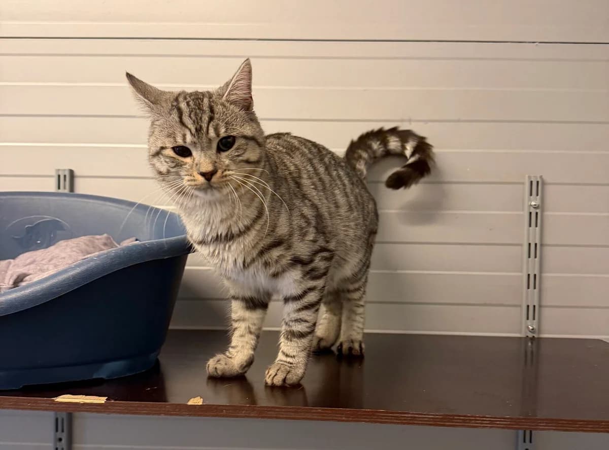 Amor, male European Shorthair for adoption at Landestierschutzverein Steiermark, Graz