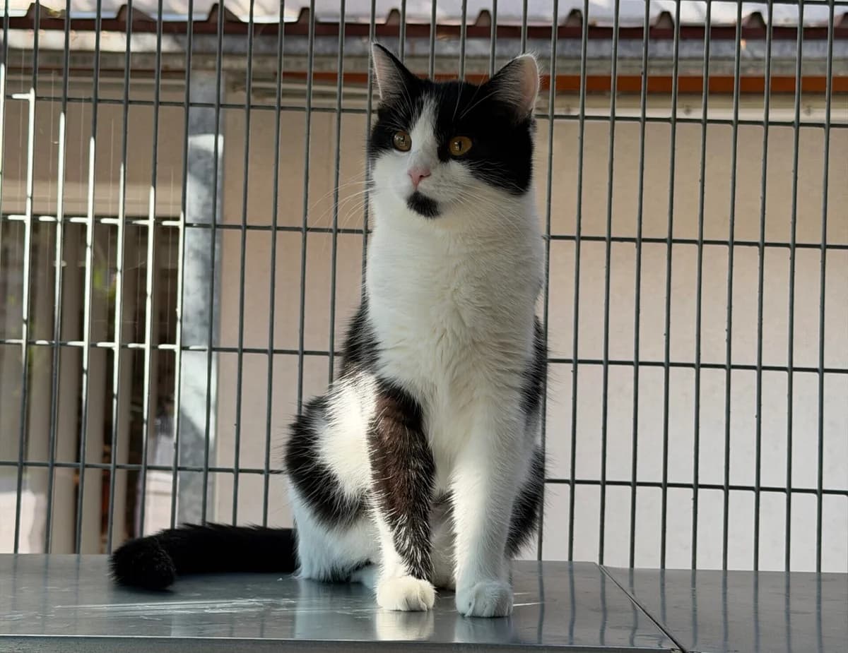 Etosha, European Shorthair for adoption at Landestierschutzverein Steiermark, Graz