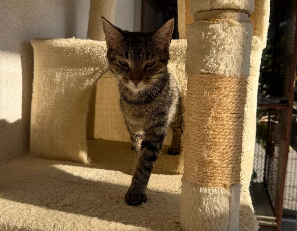 Delilah, European Shorthair for adoption at Landestierschutzverein Steiermark, Graz